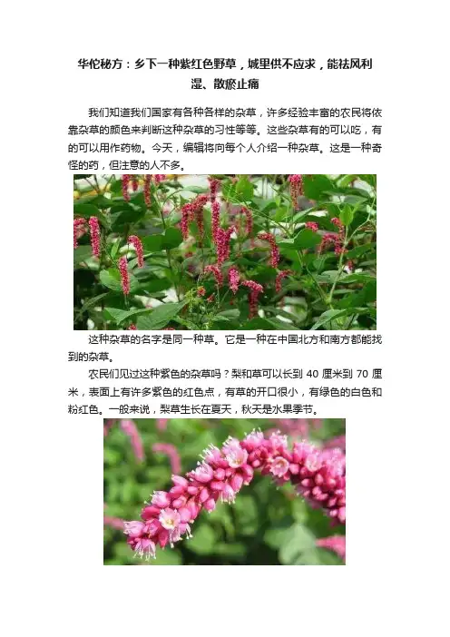 华佗秘方：乡下一种紫红色野草，城里供不应求，能祛风利湿、散瘀止痛