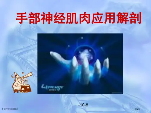 手的神经肌肉解剖