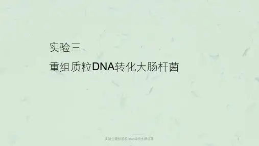 实验三重组质粒DNA转化大肠杆菌课件