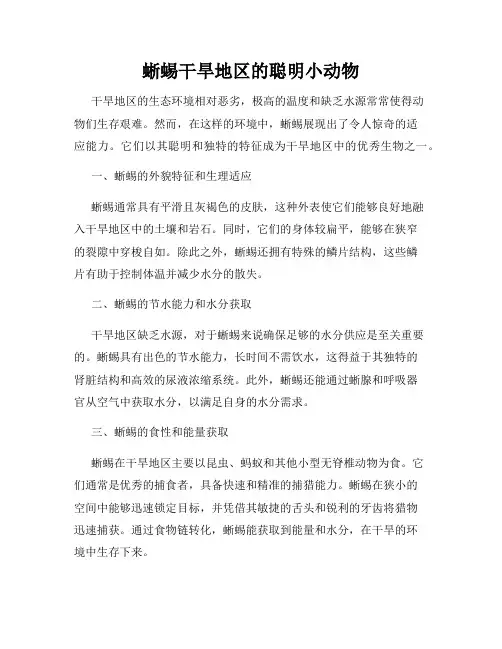 蜥蜴干旱地区的聪明小动物