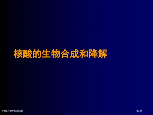 核酸的生物合成和降解