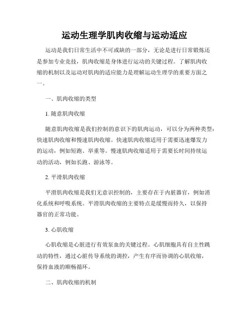 运动生理学肌肉收缩与运动适应