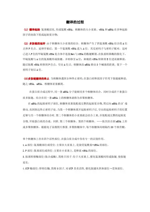 高中生物：翻译的过程