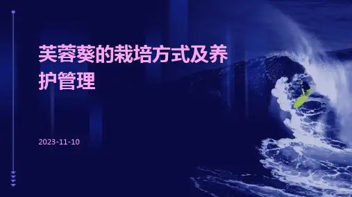 芙蓉葵的栽培方式及养护管理