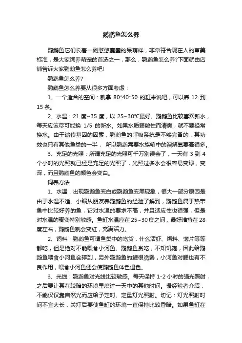 鹦鹉鱼怎么养