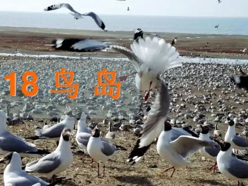 语文苏教版二年级下册18鸟岛.鸟岛