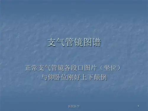 支气管镜图谱(格式整齐)
