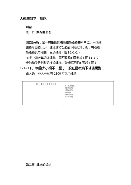 人体解剖学—细胞