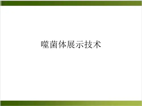 噬菌体展示技术PPT课件