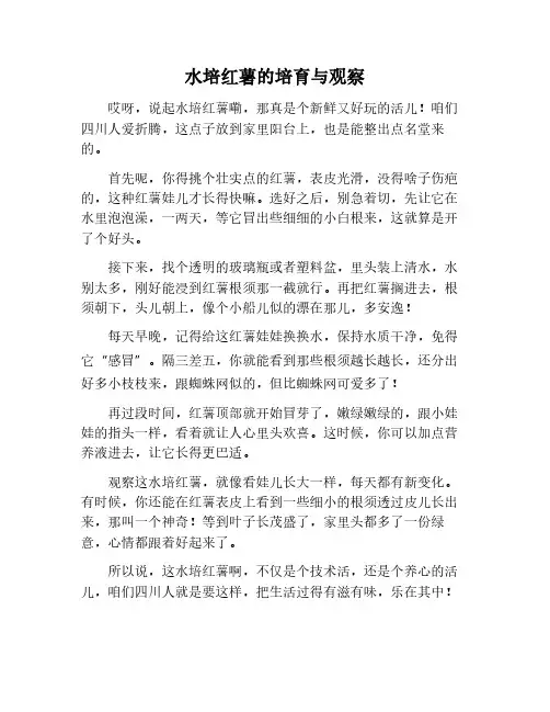 关于水培红薯的作文