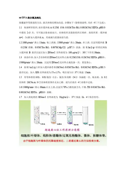线粒体的提取与纯化