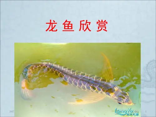 第十三章-古代鱼欣赏——龙鱼PPT课件