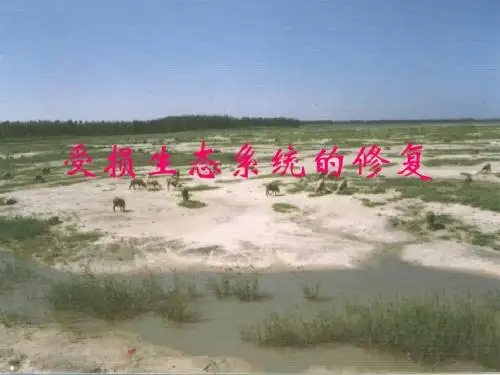 5受损生态系统的修复-111206 环境生态学基础电子教案