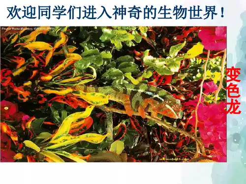 苏教版生物-七年级上册-1.1.1《我们周围的生物》