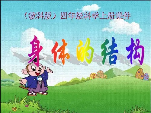 四年级科学上册《身体的结构》详解PPT课件