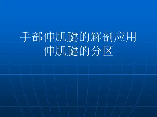 手部伸肌腱解剖应用