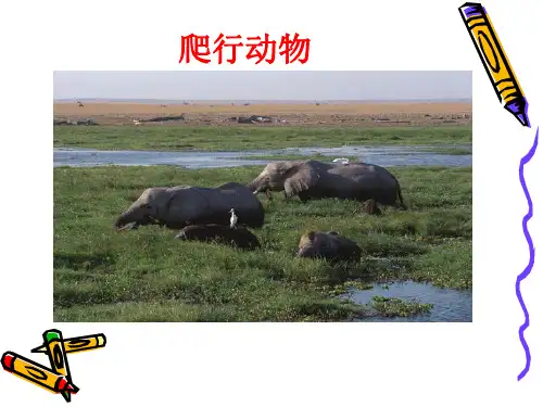 爬行动物课件PPT