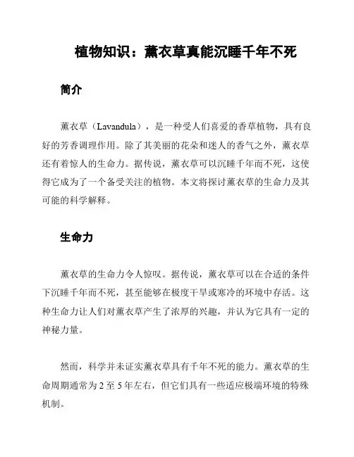 植物知识：薰衣草真能沉睡千年不死