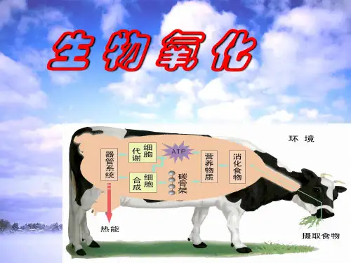 《Q第八章生物氧化》PPT课件