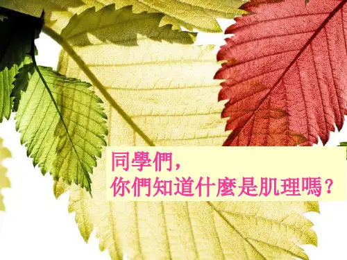 人教小学美术五下《第8课神奇的肥皂粉》PPT课件