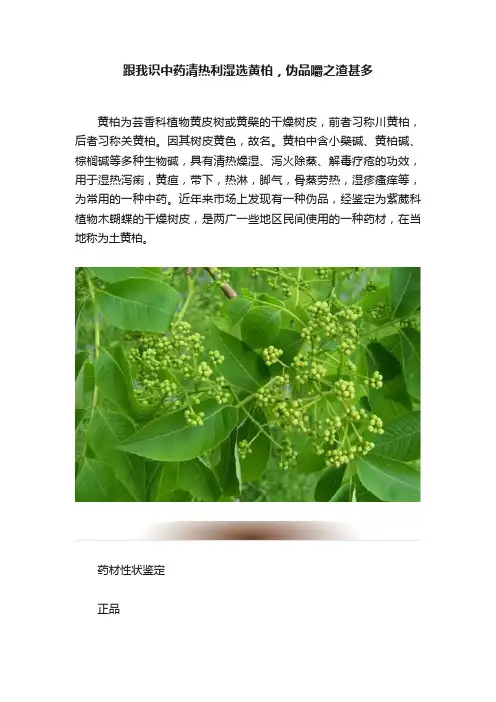 跟我识中药清热利湿选黄柏，伪品嚼之渣甚多