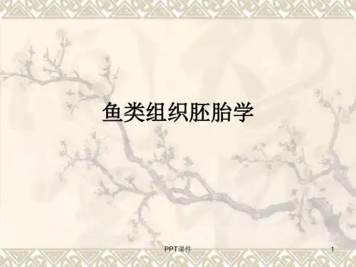 鱼类组织胚胎学绪论  ppt课件