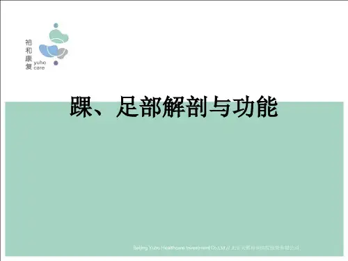 踝、足部解剖与功能