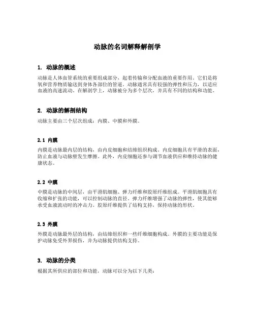 动脉的名词解释解剖学