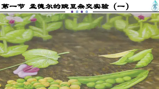 第一节 孟德尔的豌豆杂交实验(一)(共36张PPT)