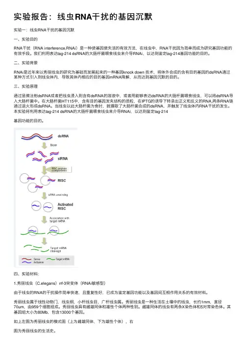 实验报告：线虫RNA干扰的基因沉默