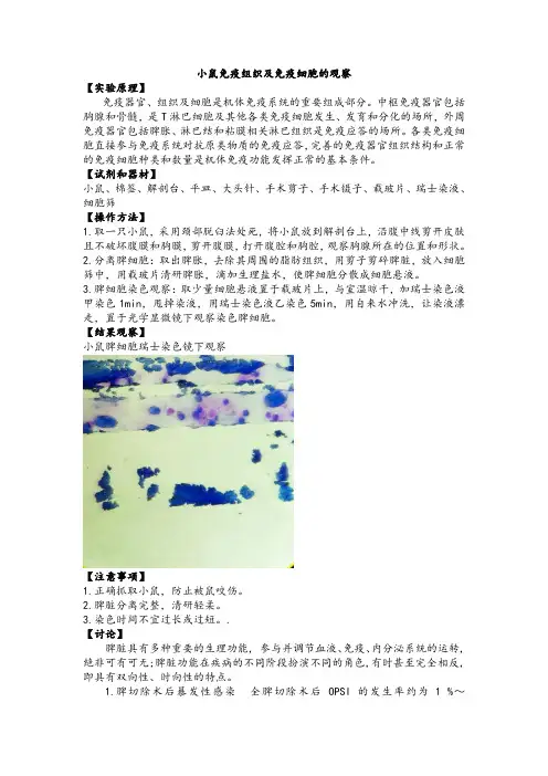 小鼠免疫组织及免疫细胞的观察