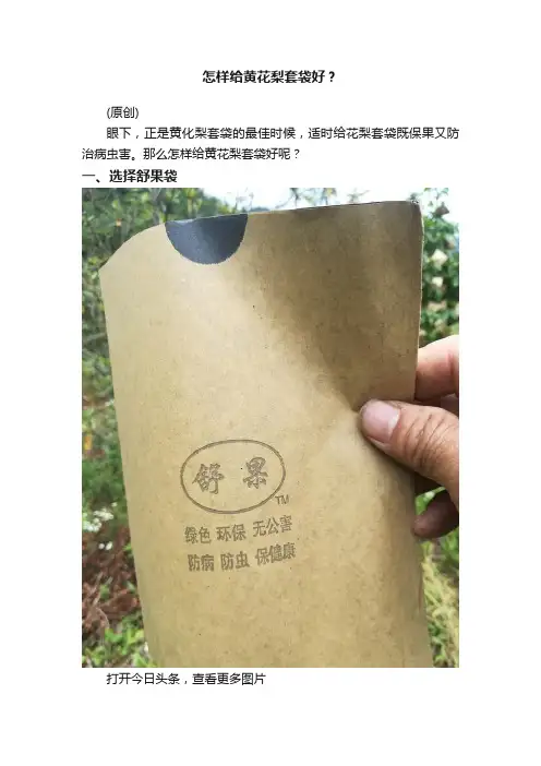 怎样给黄花梨套袋好？