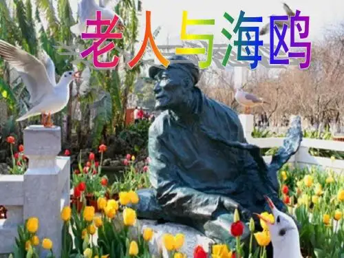老人与海鸥优秀课件-图文
