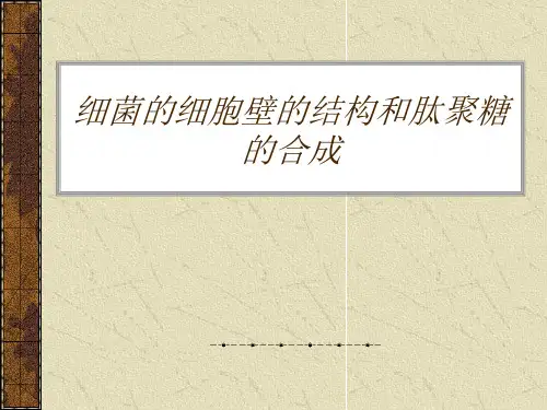 细菌细胞壁的结构和肽聚糖的合成