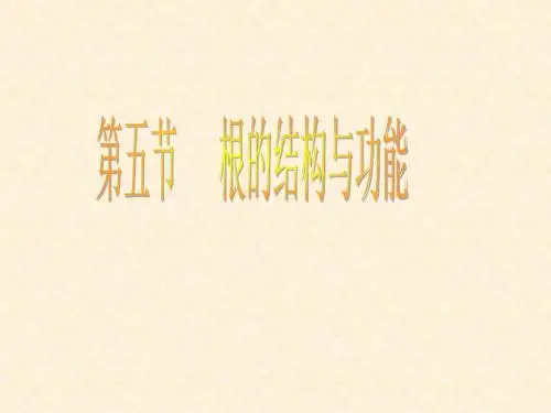 【初中生物】根的结构与功能PPT课件3