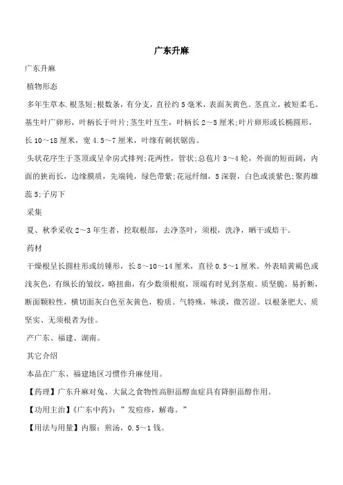 【优秀文档】广东升麻