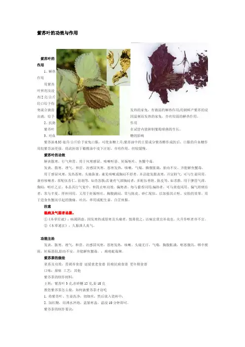 紫苏叶的功效与作用