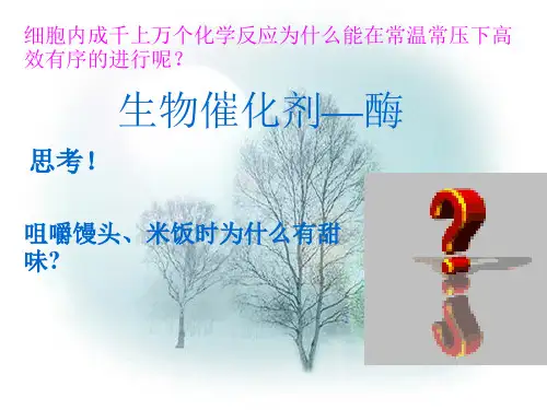 生物催化剂酶ppt课件