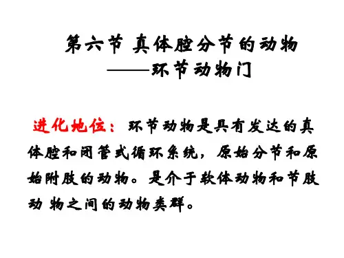 环节动物