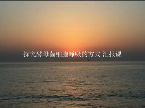 探究酵母菌细胞呼吸的方式汇报课