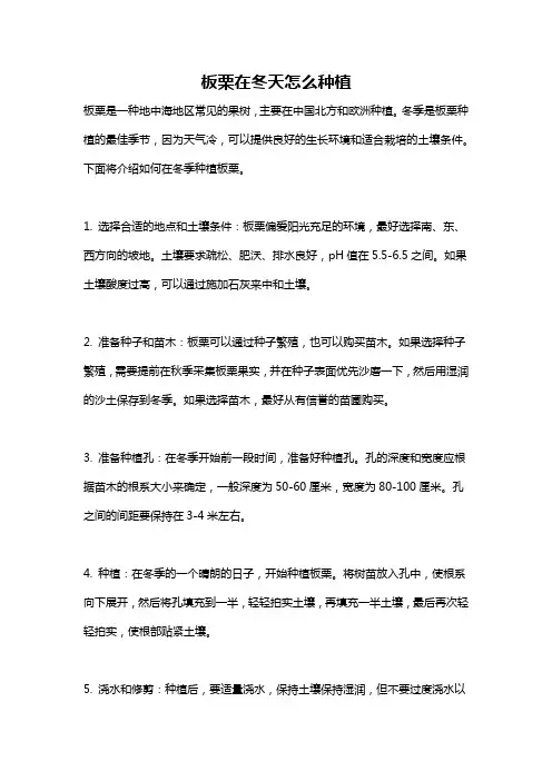 板栗在冬天怎么种植