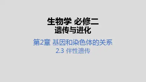 2-3 伴性遗传(教学课件)课件-高中生物人教版(2019)必修二