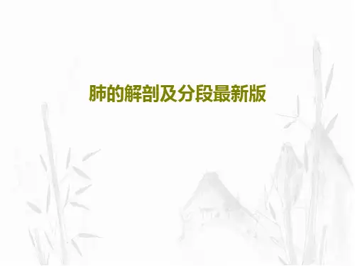 肺的解剖及分段最新版共56页文档