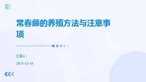 常春藤的养殖方法与注意事项