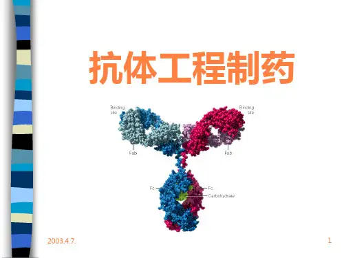 抗体工程制药PPT课件