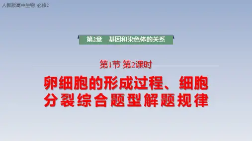 【课件】卵细胞的形成过程、减数分裂过程中染色体、核DNA等数目变化规律及相关图像辨析课件人教版必修2