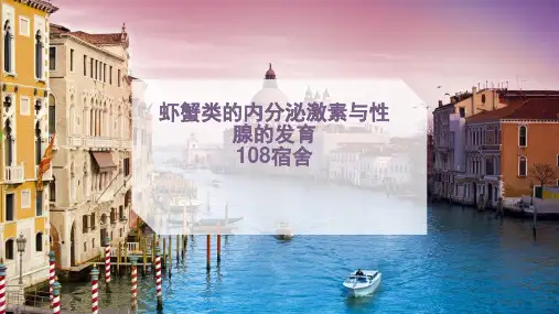 虾蟹类的内分泌系统(自作)