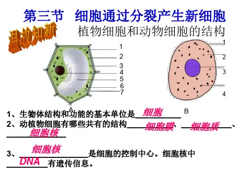 初中生物七年级《细胞通过分裂产生新细胞》公开课优秀课件