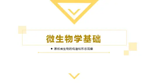 放线菌的构造和形态观察：形态构造、繁殖、菌落特征