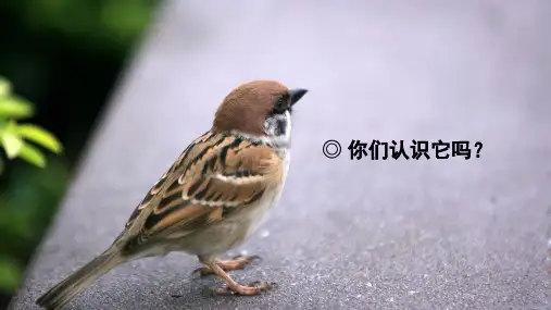 16麻雀 课件(共30张PPT)